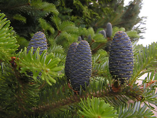 Image showing New pine cones