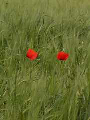 Image showing Poppies in a field