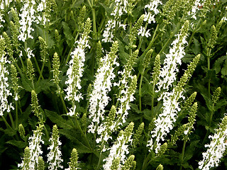 Image showing violence of a blossoming grass