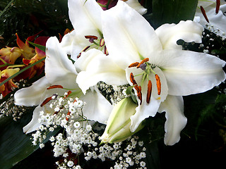 Image showing white lilies