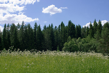 Image showing  Sunny glade