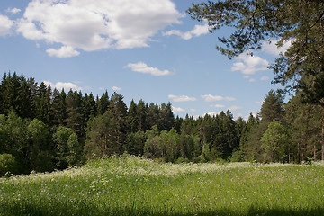 Image showing Sunny glade