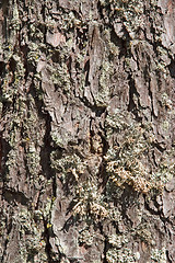 Image showing Bark of a pine
