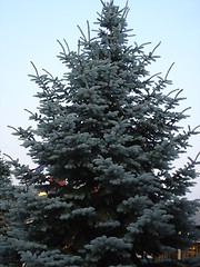 Image showing Big Tree