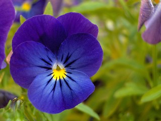 Image showing Blue flower