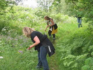 Image showing Picking flowes