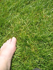 Image showing Barefoot in the grass