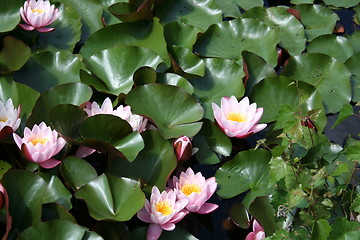 Image showing Water-lilies