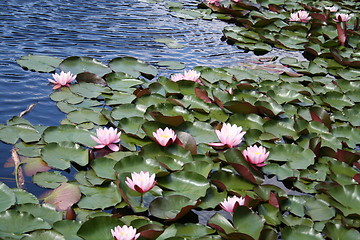 Image showing Lovely water-lilies