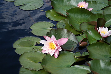 Image showing Beautiful water-lilies