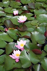 Image showing Water-lilies in line