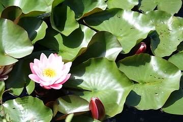 Image showing Isolated pink water-lily