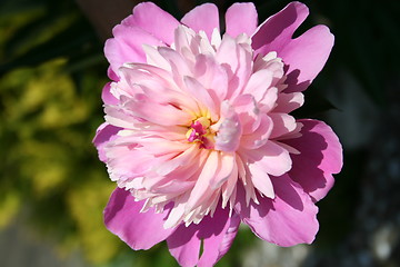 Image showing Isolated  wonderful pink peony