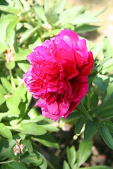 Image showing Red peony in sunshine