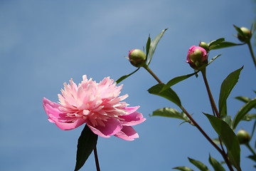 Image showing Peony and buds against blue sky