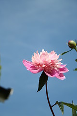 Image showing Pink peony and blue sky