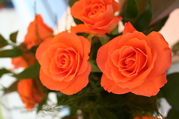 Image showing Beautiful orange roses