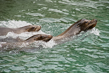 Image showing Harbor seals