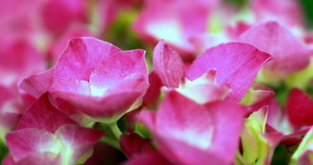 Image showing hydrangea