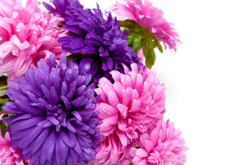 Image showing Dahlia Flowers