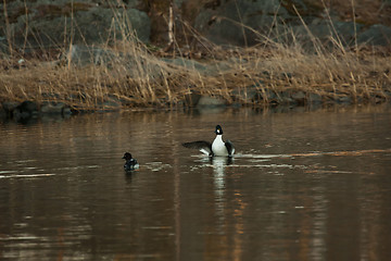 Image showing Golden eyes