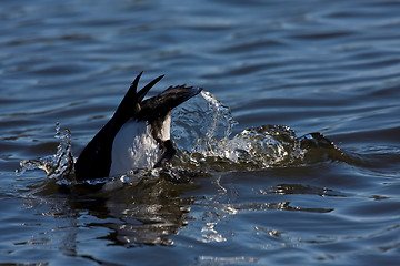 Image showing diving