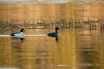 Image showing Golden eyes