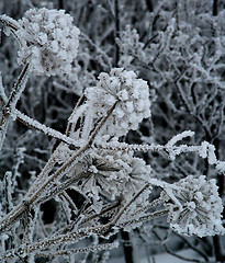 Image showing Frozen flowers