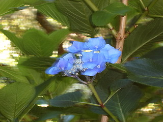 Image showing Blue Flowers