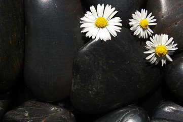 Image showing daisy flowers on black stones