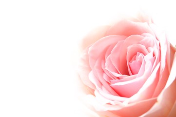 Image showing bright pink roses