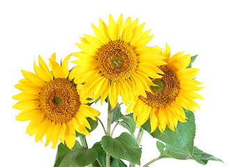 Image showing Sunflower