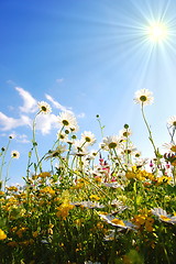 Image showing flowers from below