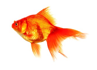 Image showing goldfish