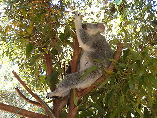 Image showing Koala