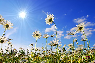 Image showing flower in summer under blue sky