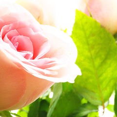 Image showing rose flowers