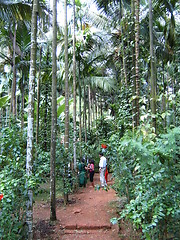 Image showing Spice Plantation, Goa