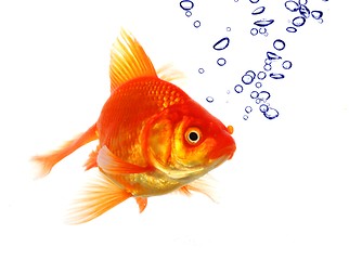 Image showing goldfish and bubbles