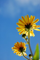 Image showing flower under blue summer sky