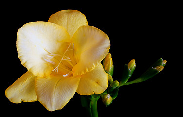 Image showing yellow freesia flower over a dark background