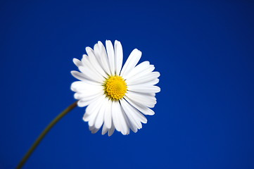 Image showing daisy under blue spring sky