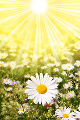 Image showing flower and sun