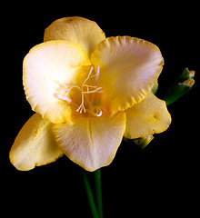 Image showing yellow freesia over a dark background