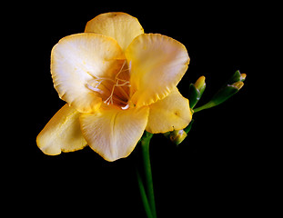 Image showing yellow freesia stem