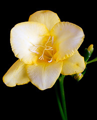 Image showing yellow and white freesia