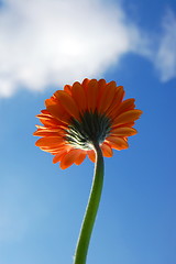 Image showing Gerbera daisy