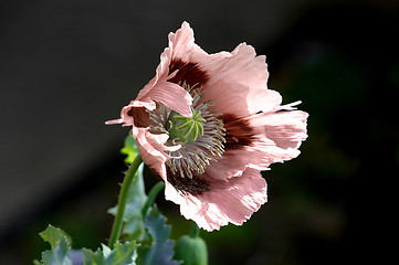 Image showing poppy blowing in the wind