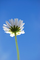 Image showing daisy under blue sky