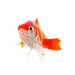 Image showing goldfish